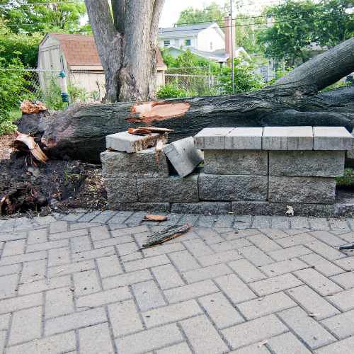 retirar arbol caido